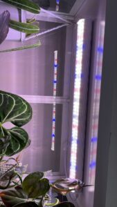 luz azul LED en plantas