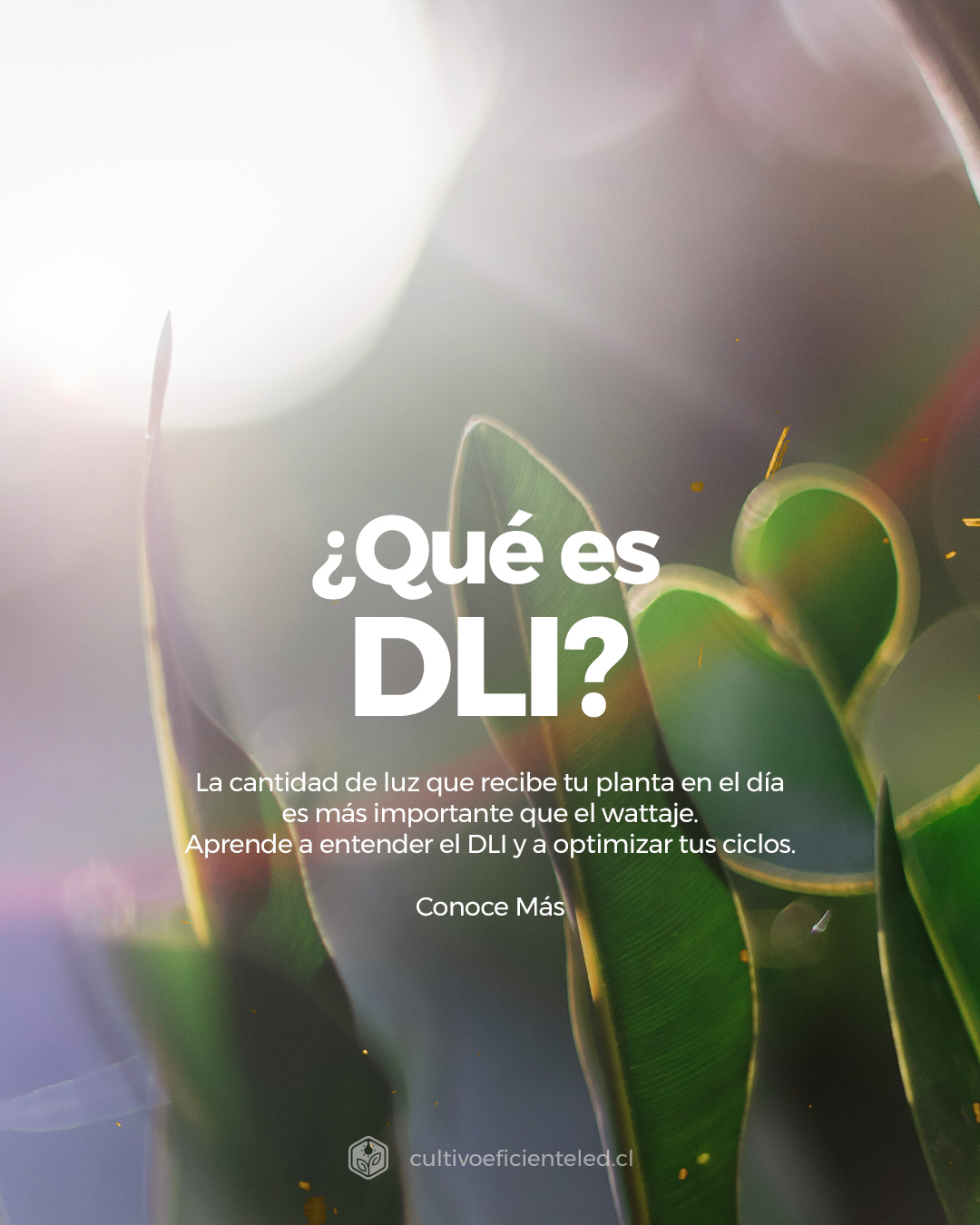 DLI CULTIVO INDOOR
